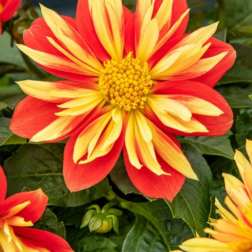 Dahlia hortensis 'Lubega® Special Orange Bicolor' - Aeddaalia 'Lubega® Special Orange Bicolor' P9/0,55L